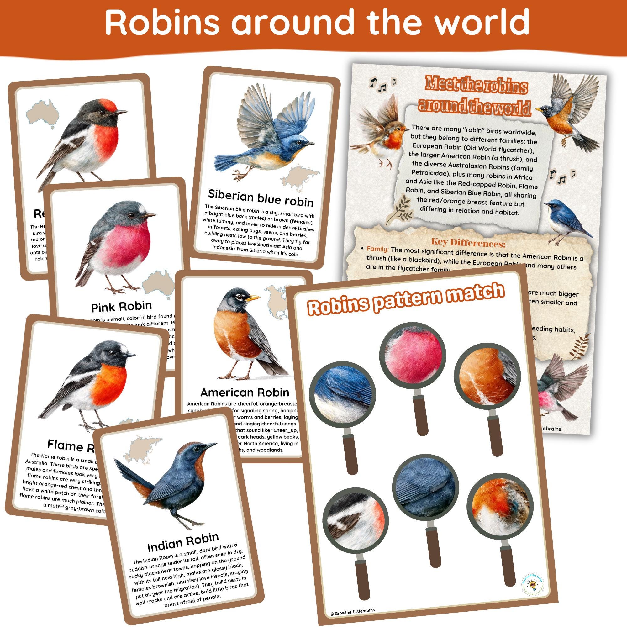 Robins Worksheets.pdf All About Robins Learning Pack: Anatomy, Lifecycle, Species (digital ...