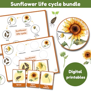 Sonnenblume Lebenszyklus Bündel | Lebenszyklus Diagramm | 6 Karteikarten | Lebenszyklus Rad und Requisiten | lustige Fakten Karte | digitale Ausdrucke