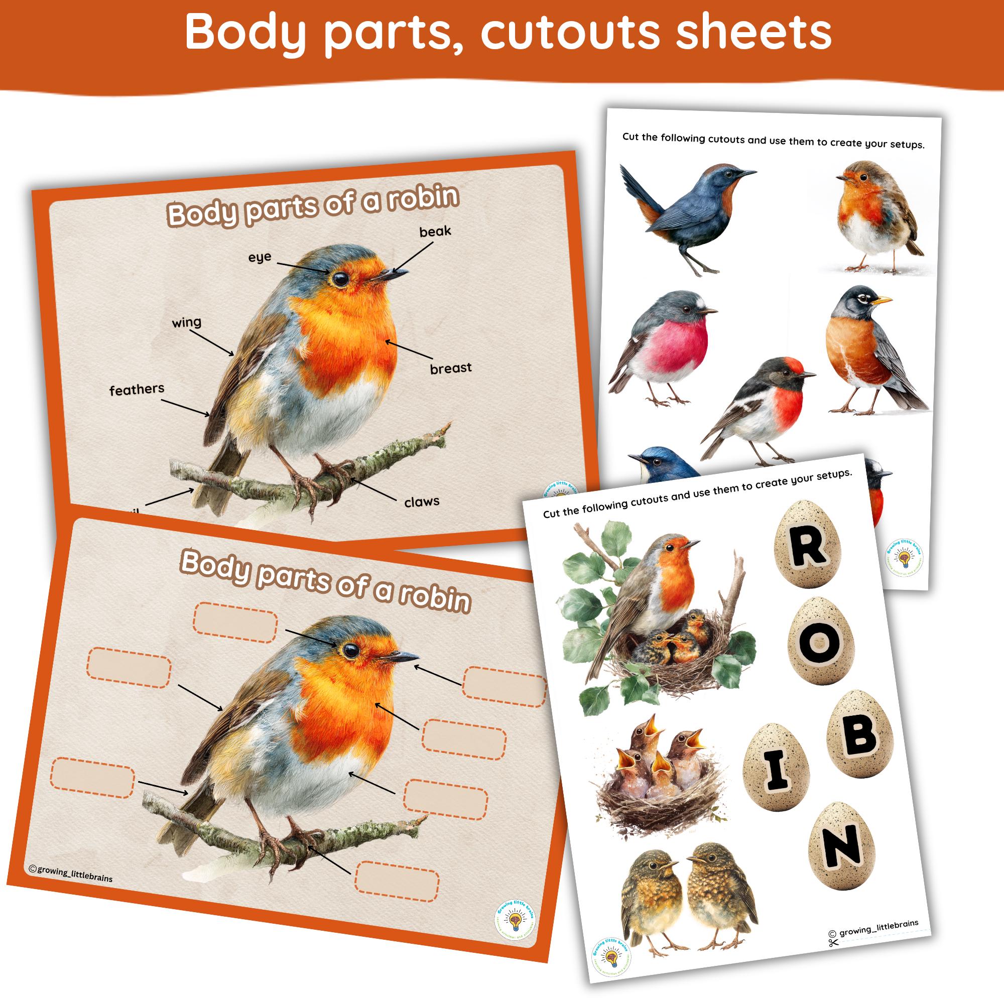 Robins Worksheets.pdf All About Robins Learning Pack: Anatomy, Lifecycle, Species (digital ...