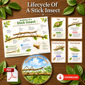 Puede incluir: Un póster educativo titulado Lifecycle Of A Stick Insect que presenta un diagrama de la anatomía de un insecto palo, cuatro tarjetas informativas etiquetadas como Egg, Adult, Growing Nymph y First Nymph, y un gráfico circular con un insecto palo sobre una rama.