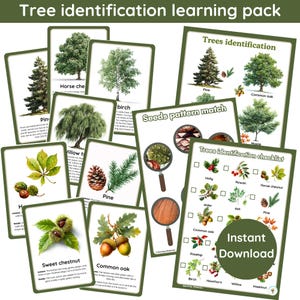 Puede incluir: Un conjunto de tarjetas de aprendizaje de identificación de árboles. Las tarjetas presentan ilustraciones de varios árboles, hojas, semillas y conos, con el texto "Tree identification learning pack". Incluye un gráfico de "Descarga instantánea".