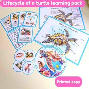 Pack d'apprentissage sur le cycle de vie d'une tortue | cartes mémoire | roue cycle de vie | anatomie d'une tortue | FEJ |  physique | imprimé et plastifié