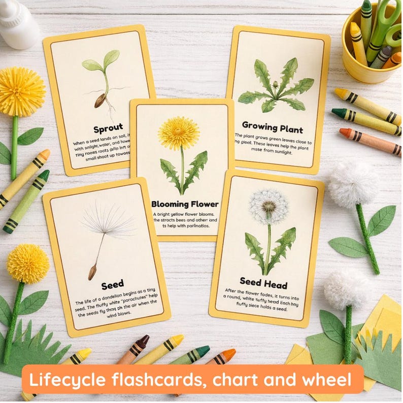 Lifecycle of a Dandelion | Anatomy | Lifecycle | Fun Facts | Physical ...