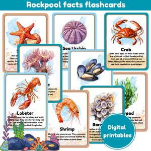 Schede didattiche con informazioni su Rockpool / set di 14 schede / vita marina / Montessori / schede didattiche estive / stampabili digitali