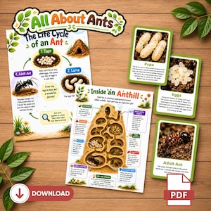 All About Ants Learning Pack | Ant Life Cycle Activities | Insect Study Unit | Homeschool| Montessori Nature Study | Digital download