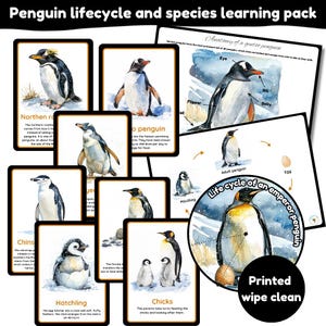 May include: Educational pack about penguins, with illustrated cards showing different penguin species and their life cycles. Includes diagrams of penguin anatomy and the life cycle of an emperor penguin. The text "Printed wipe clean" is visible.