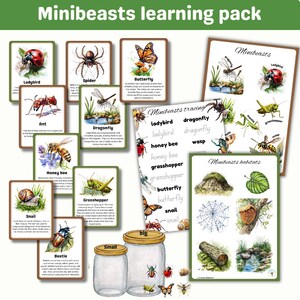 Minibeasts-leerpakket | 18 feiten-flashcards | lente | activiteitenfiches| leefgebieden voor insecten | schaduw en patroon komen overeen | digitale printables