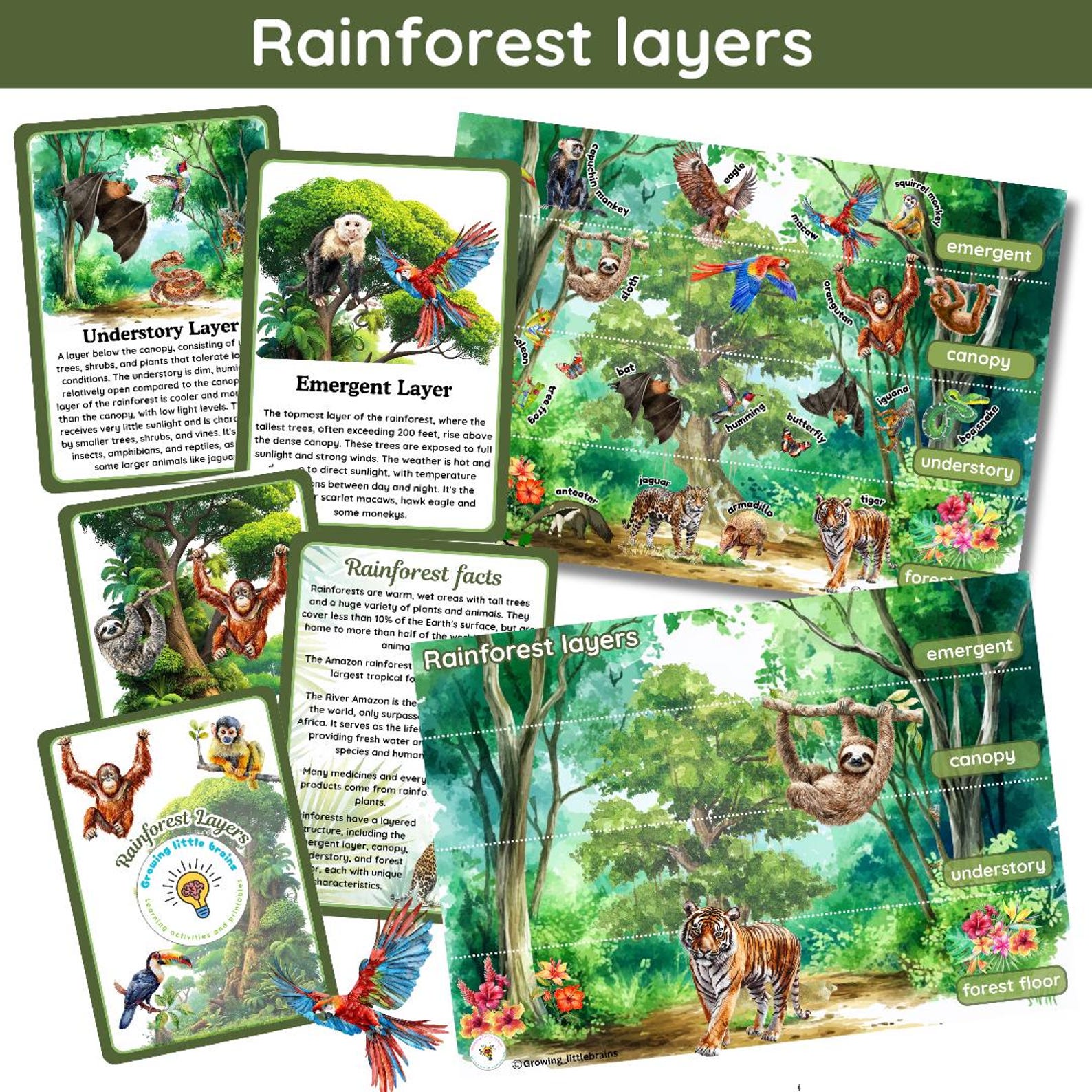 Rainforest Layers Learning Pack | 5 Flashcards | Rainforest Layers ...