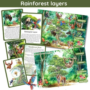 Rainforest layers learning pack | 5 flashcards | rainforest layers poster and activities | digital printable