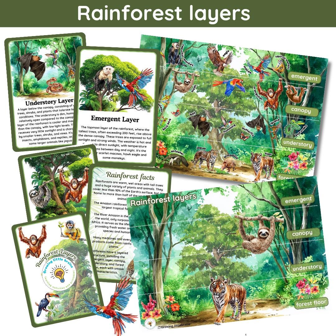 Rainforest Layers Learning Pack | 5 Flashcards | Rainforest Layers ...