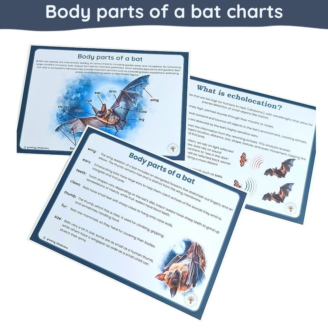 Bat Learning Pack: Life Cycle, Anatomy, Species, Activity Sheets - Etsy