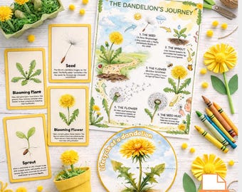 Lifecycle of a dandelion  | dandelion Facts | anatomy | spring homeschooling | instant download PDF