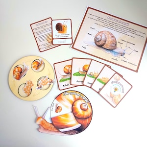 Pack d'apprentissage du cycle de vie de l'escargot | cartes mémoire | cycle de vie des roues et des découpes | anatomie d'un escargot | FEJ |  physique | imprimé et plastifié