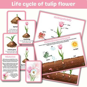 Leerpakket levenscyclus van tulpenbloemen | flashcards | anatomie | Leuke weetjes over tulpen | dingen die bloemen nodig hebben om te groeien | digitale printables