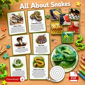 May include: An educational set titled All About Snakes featuring rectangular cards with illustrations and facts about various snake species, a circular life cycle diagram, small square scale texture cards, and two green plastic snake figurines.