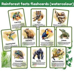 Flashcards sur la forêt tropicale humide | Cartes mémoire animaux de la jungle | avec de belles illustrations à l'aquarelle | 20 cartes mémoire | Impressions numériques