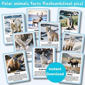 Flashcards com fatos sobre animais polares | um conjunto de 20 flashcards | Animais do Ártico com imagens reais | download instantâneo | digital