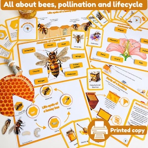 May include: Educational cards about bees, pollination, and the life cycle of a honey bee. The cards feature illustrations of bee anatomy, the parts of a flower, and the stages of bee development. The text "All about bees, pollination and lifecycle" is at the top.