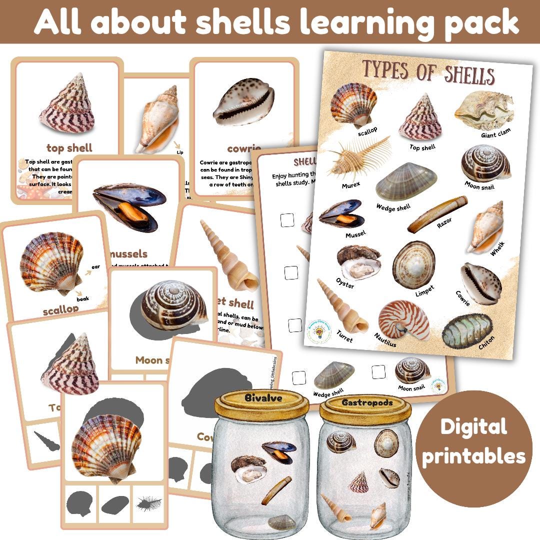 Shells Study Bundle | Types of Shells | Shadow Match| Facts | Sorting ...