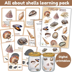 Studiebundel Schelpen | soorten schelpen | schaduwmatch| feiten | sorteren | jachtlaken | vergrootglasactiviteit | schelpen | digitale printables