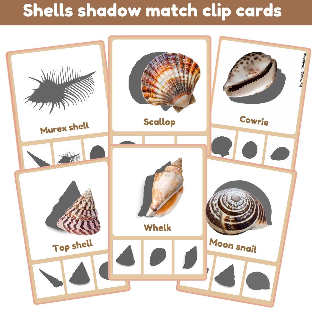 Shells Study Bundle | Types of Shells | Shadow Match| Facts | Sorting ...