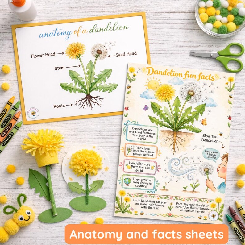 Lifecycle of a Dandelion | Anatomy | Lifecycle | Fun Facts | Physical ...