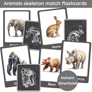 Animals skeletons x-ray matching flash cards | a set of 24 cards to match | skeleton | learn about animals skeletons | digital printable