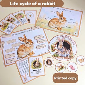 Cycle de vie d'un lapin | cartes mémoire | roue cycle de vie | anatomie d'un lapin | FEJ |  physique | imprimé et plastifié