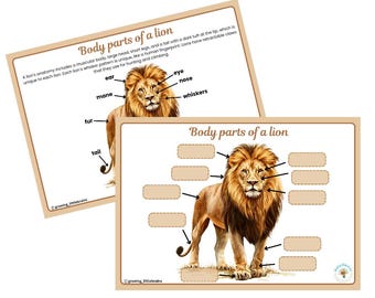 ライオンに関する学習パック | ライオン | 熱帯雨林 | ジャングルの