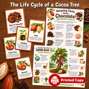 May include: A collection of educational cards and posters detailing the life cycle of a cocoa tree and facts about chocolate. The materials feature illustrations of cocoa pods, seedlings, and trees, alongside printed text explaining the harvesting process.