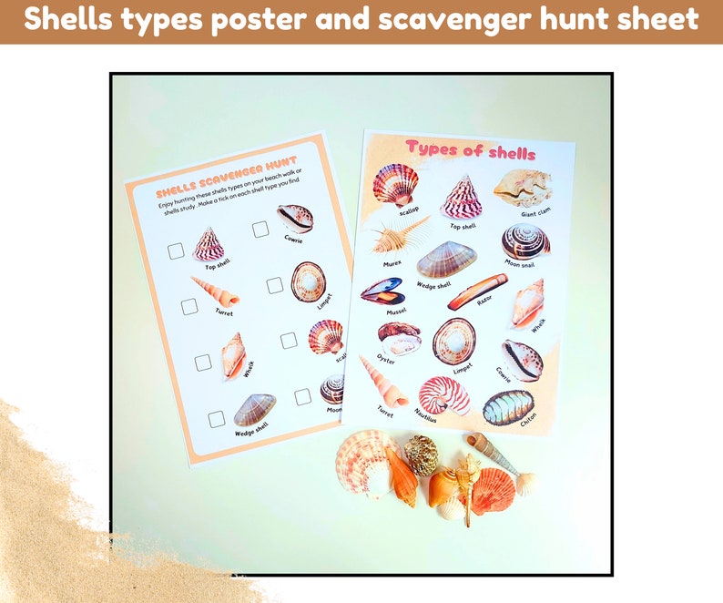 Shells Study Unit | Shells Flashcards and Interactive Activities ...