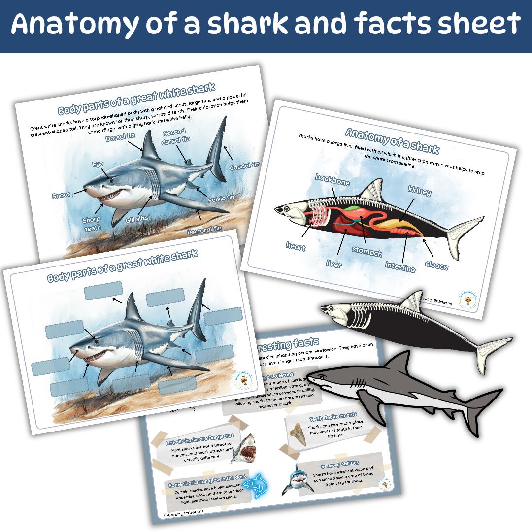 Shark Fact File Sheet.pdf All About Sharks Printable | Shark Learning Pack | Montessori Ocean ...
