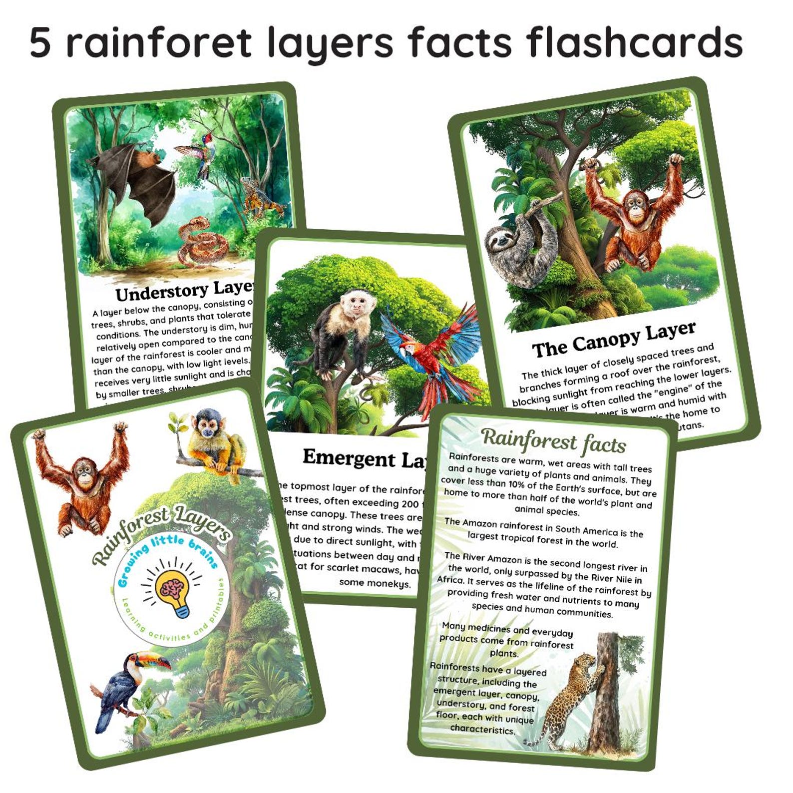 Rainforest Layers Learning Pack | 5 Flashcards | Rainforest Layers ...