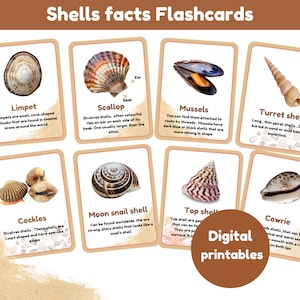 Muscheln Fakten Kartei | ein Set mit 16 Bildkarten | Montessori Bildkarten | Digitale Ausdrucke