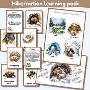 Lernpaket Winterschlaf | 20 Karteikarten| schöne Aquarell Illustrationen | DIN A4 Poster | Aktivität | digital druckbar | sofort download