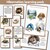 Shells Types Sorting Activity Shells Jars Sorting Activity Fun ...