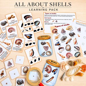 May include: An educational learning pack titled ALL ABOUT SHELLS featuring illustrated cards, informational sheets, and a wooden magnifying glass. The set includes various shell types like cockles, oysters, and nautilus, alongside physical shells.