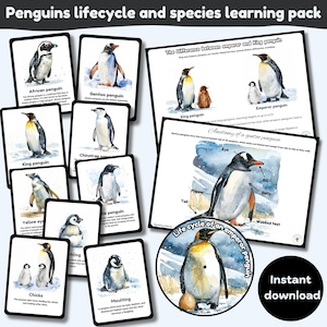 Life cycle of a penguin and penguin species learning pack | anatomy of a penguin | flashcards | watercolour illustrations | instant download