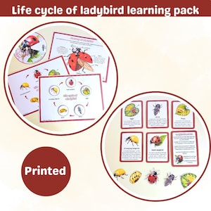 Cycle de vie d'une trousse d'apprentissage pour les coccinelles | cartes mémoire | roue cycle de vie | anatomie d'une coccinelle | coccinelle |  physique | imprimé et plastifié