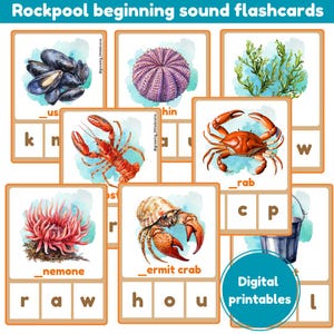 Cartões de clipes de som inicial de Rockpool | cartões de fonética | vida marinha | litoral | Montessori | um conjunto de 12 cartões | imprimíveis digitais