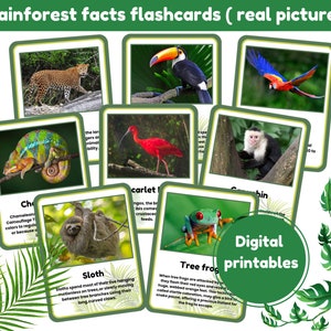 Fichas con datos sobre la selva tropical / un conjunto de 20 fichas / fichas con imágenes reales sobre animales de la selva / montessori / imprimibles digitales