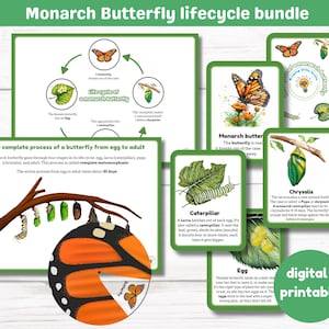 Ciclo de vida de la mariposa monarca / Tarjetas didácticas y gráfico del ciclo de vida de la mariposa / Primavera / Montessori / Imprimibles digitales