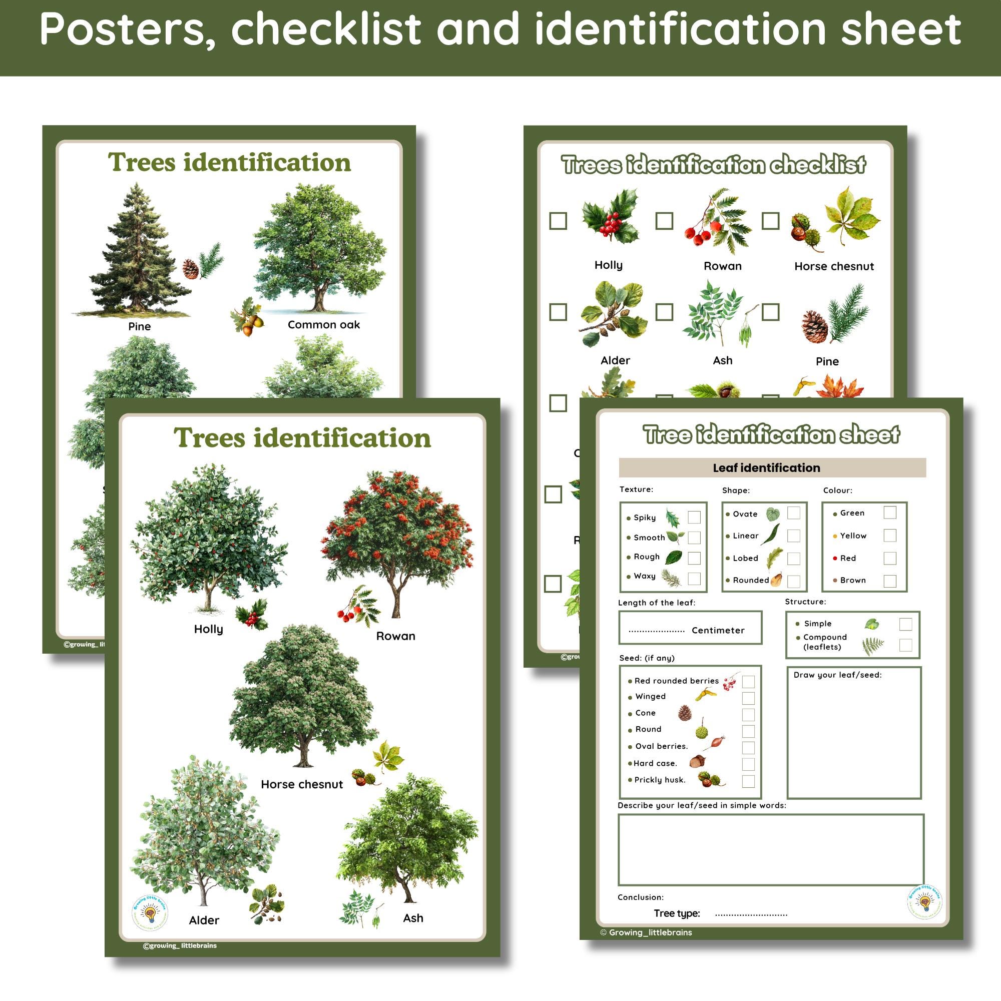 Tree Identification Learning Pack | 34 Facts Flashcards | Tree/leaf ...