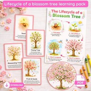 Puede incluir: Un paquete educativo que ilustra el ciclo de vida de un árbol en flor. El paquete incluye tarjetas que muestran las etapas de la semilla, el brote, el árbol joven, el árbol en flor y las frutas y semillas. También se incluye un póster y una imagen circular.