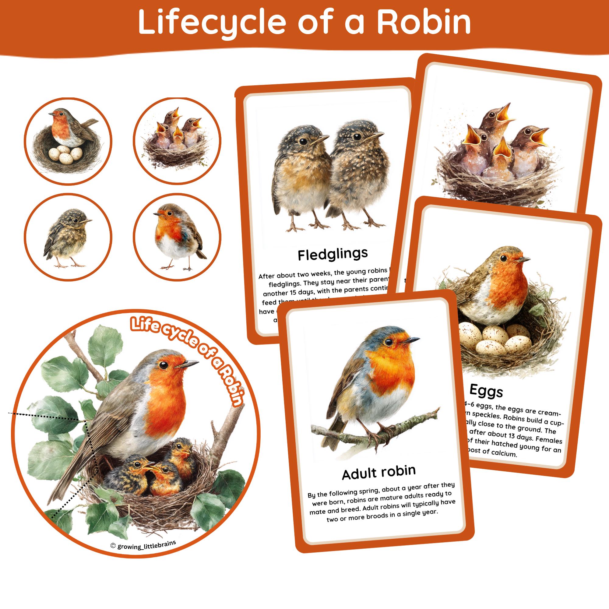 Robins Worksheets.pdf All About Robins Learning Pack: Anatomy, Lifecycle, Species (digital ...