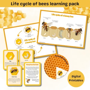 Ciclo di vita di un'ape mellifera pacchetto di apprendimento / grafici, ruota e Flash Cards / api / cicli di vita / primavera / montessori / stampabili digitali