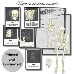 Lot de squelettes humains | 12 cartes de correspondance d'ombres squelettes à rayons X | squelette mobile | anatomie d'un squelette humain | imprimé et plastifié