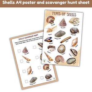 Shells Study Bundle | Types of Shells | Shadow Match| Facts | Sorting ...