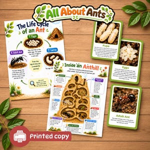 All About Ants Learning Pack | Reusable Wipe Clean Learning Pack | Ant Life Cycle Activities | Insect Study Unit | Printed and wipe clean