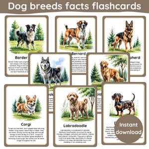 Może przedstawiać: Zestaw fiszek z ilustracjami różnych ras psów, w tym Border Collie, Bernardynów i Corgi. Każda karta zawiera imię psa i fakty. Karty zaprojektowano w stylu akwarelowym i zawierają tekst "Dog breeds facts flashcards".